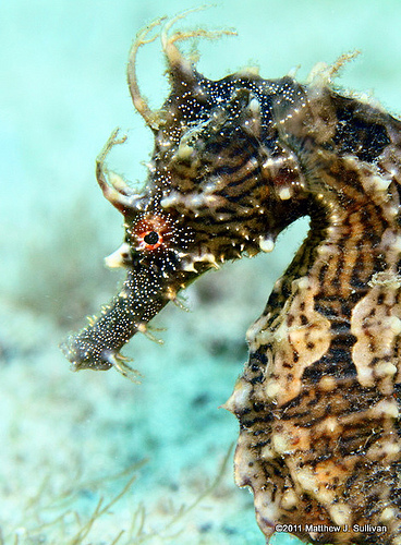 Lined seahorse